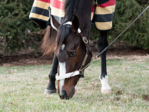 Rachel Alexandra Off IV Fluids, Nutrition Rachel Alexandra Off IV Fluids, Nutrition