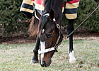 Rachel Alexandra Off IV Fluids, Nutrition