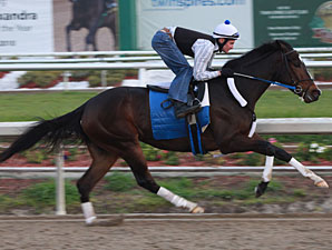 Rachel Alexandra Breezes Four Furlongs in :49 Rachel Alexandra Breezes Four Furlongs in :49