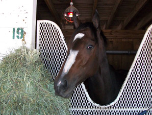 Rachel Alexandra Back at Churchill Downs Rachel Alexandra Back at Churchill Downs