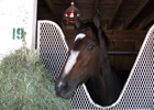 Rachel Alexandra Back at Churchill Downs