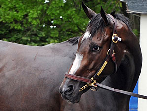 Rachel Alexandra Breezes Over Oklahoma Track Rachel Alexandra Breezes Over Oklahoma Track