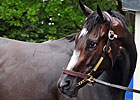 Rachel's Halter Sold in Online Auction Rachel's Halter Sold in Online Auction