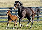 Name of Rachel's Foal to Be Revealed at Spa Name of Rachel's Foal to Be Revealed at Spa