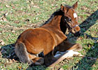 Video: Rachel Alexandra's First Foal Video: Rachel Alexandra's First Foal