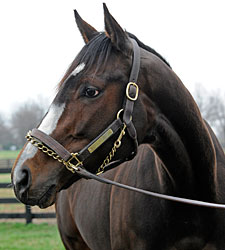 Rachel Alexandra Remains in Serious Condition Rachel Alexandra Remains in Serious Condition