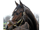 Rachel Alexandra Remains in Serious Condition
