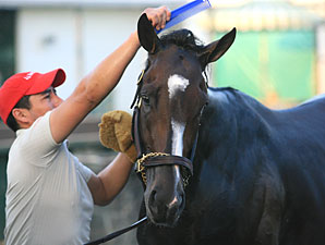 Rachel Alexandra Works on Training Track Rachel Alexandra Works on Training Track
