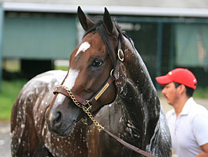 'Ensign May be Rachel Alexandra's Next Start 'Ensign May be Rachel Alexandra's Next Start