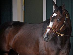 Preakness Starters Opt for Indoor Paddock Preakness Starters Opt for Indoor Paddock