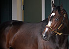 Preakness Starters Opt for Indoor Paddock Preakness Starters Opt for Indoor Paddock