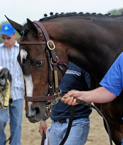 Haskin's Preakness Report: Rachel on Display Haskin's Preakness Report: Rachel on Display