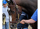 Haskin's Preakness Report: Rachel on Display 