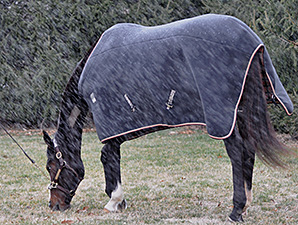 Rachel Alexandra Doing 'Better Than Expected'