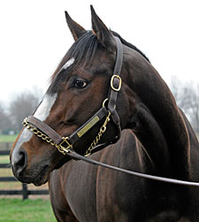 Rachel Alexandra Delivers Colt by Curlin Rachel Alexandra Delivers Colt by Curlin