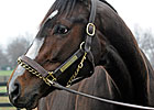 Rachel Alexandra Delivers Colt by Curlin Rachel Alexandra Delivers Colt by Curlin