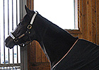 Rachel Alexandra Returns to Stonestreet