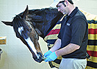 Rachel Alexandra Stable a Week After Surgery