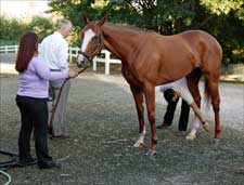 Race Injury Sidelines Rags to Riches Until 2008 Race Injury Sidelines Rags to Riches Until 2008