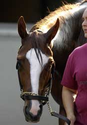 Steve Haskin's Belmont Report: The End of the Road Steve Haskin's Belmont Report: The End of the Road