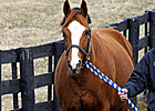 Champion Rags to Riches' First Foal Champion Rags to Riches' First Foal
