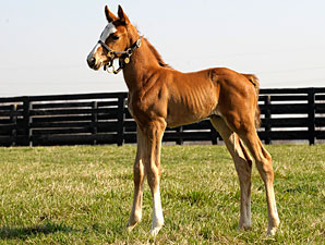 'Rags' Filly Taking After Her Mother 'Rags' Filly Taking After Her Mother