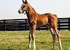 'Rags' Filly Taking After Her Mother