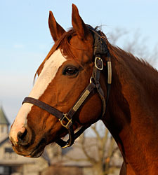 Rags to Riches Delivers Colt Rags to Riches Delivers Colt