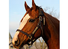 Rags to Riches Delivers Colt