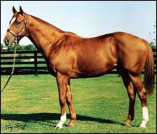 Rahy is Rising Broodmare Sire of Sires Rahy is Rising Broodmare Sire of Sires
