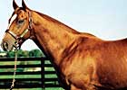 Rahy Colt Tops Second Day of St. Leger Sale