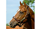 Rahy Pensioned by Three Chimneys Farm