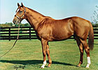 Pensioned Sire Rahy Dies at Three Chimneys Pensioned Sire Rahy Dies at Three Chimneys
