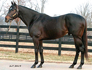 Rainmaker Sires First Winner Rainmaker Sires First Winner