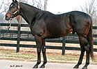 Rainmaker Sires First Winner Rainmaker Sires First Winner