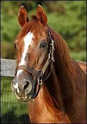 New York Stallion Raise a Man Dead at 30 New York Stallion Raise a Man Dead at 30