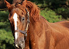 New York Stallion Raise a Man Dead at 30 New York Stallion Raise a Man Dead at 30