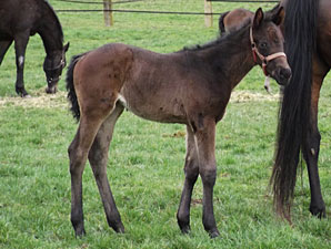 Rallying Cry's First Foal Is a Filly Rallying Cry's First Foal Is a Filly