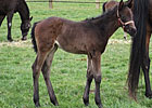Rallying Cry's First Foal Is a Filly Rallying Cry's First Foal Is a Filly