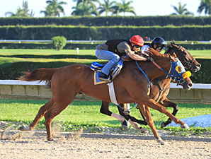 Ravelo's Boy Confirmed for Belmont Stakes Ravelo's Boy Confirmed for Belmont Stakes