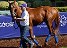 Darley Trio Gets Mares in Foal Darley Trio Gets Mares in Foal