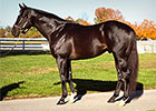 Sire Ready's Image to Calumet Farm Sire Ready's Image to Calumet Farm