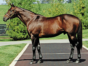 Derby Winner Real Quiet Dies Derby Winner Real Quiet Dies