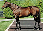 Derby Winner Real Quiet Dies Derby Winner Real Quiet Dies