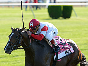 Real Solution Retired to Stand at Ramsey Farm