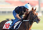 Red Cadeaux Ready to 'Bring It' in Tenno Sho Red Cadeaux Ready to 'Bring It' in Tenno Sho