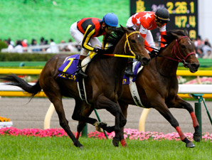 Buena Vista Loses in Japan's Filly Crown Bid Buena Vista Loses in Japan's Filly Crown Bid