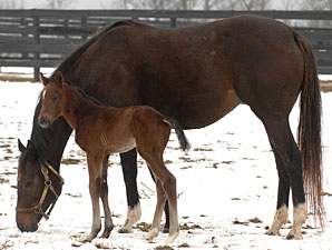 Red Giant's First Foal a Filly Red Giant's First Foal a Filly