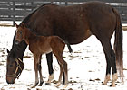 Red Giant's First Foal a Filly Red Giant's First Foal a Filly