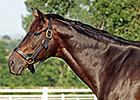 Stallion Red Bishop Euthanized in Turkey Stallion Red Bishop Euthanized in Turkey